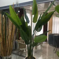درختچه و بوته مصنوعی وارداتی،چمن مصنوعی|گل مصنوعی|شیراز, نیایش|دیوار