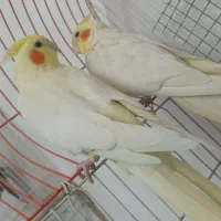 مجسمه پرنده