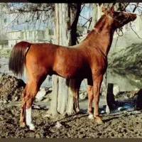 اسب نریون کره شاهرخ آصفی