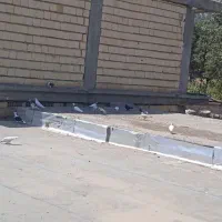 کفتر سفید سیاه کاکل طوقی