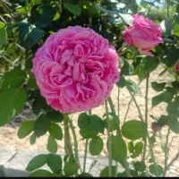 فروش.باغ ویلا.۸۵۰سند تک برگ.تالارشب آهنگ.