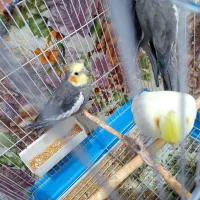 فروش عروس هلندی