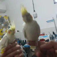 دوعدد جوجه عروس هلندی نر و ماده|پرنده|قم, علی آباد|دیوار