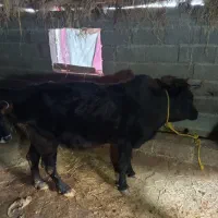 2عدد گاو|حیوانات مزرعه|تالش, تالش|دیوار