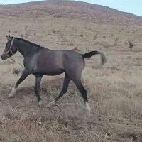 گم شده|اسب و تجهیزات اسب‌سواری|خرم‌آباد, |دیوار