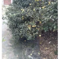 درخت لیموشیرین