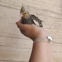 جوجه عروس هلندی