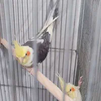 عروس هلندی با جوجه معاوضه با گرینچیک|پرنده|قرچک, باقرآباد|دیوار