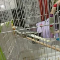عروس هلندی جفت نر و ماده زیبا