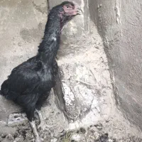 مرغ لاری اصل افغان