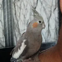 عروس هلندی|پرنده|شاهین‌شهر, فیض|دیوار