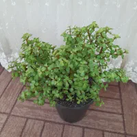 درختچه کراسولا خرفه ای|گل و گیاه طبیعی|اردبیل, |دیوار