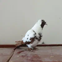 ککلی|پرنده|اردبیل, |دیوار