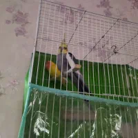 عروس هلندی|پرنده|تربت‌حیدریه, شهرک ولیعصر|دیوار