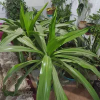 سوسن عنکبوتی