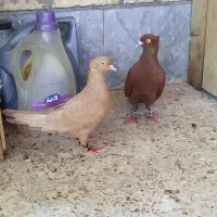 سرخ