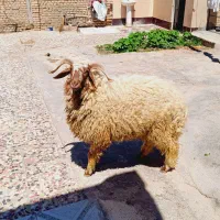 گوسفند بره وبره قوچ گاو میش