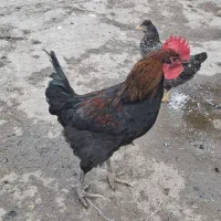 خروس|حیوانات مزرعه|نورآباد, |دیوار