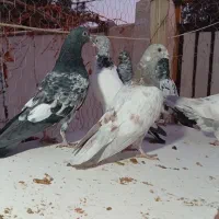 کبوتر جوجه،مفلق تیدی|پرنده|شاهینشهر, کوی مهدیه|دیوار