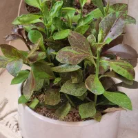 گل دسته گل باکس گیاه طبیعی آپارتمان شیک هدیه عالی|گل و گیاه طبیعی|مشهد, حجاب (شهرک غرب)|دیوار