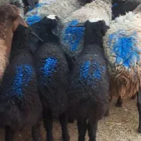 گوسفند بره دار10راس میش بره دارنژاد شال وقزل افشار