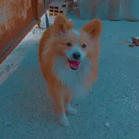 پامر روباهی