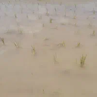 برنج دورود