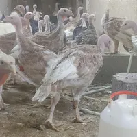 بقلمون ۸۰روز|حیوانات مزرعه|مشهد, تربیت|دیوار