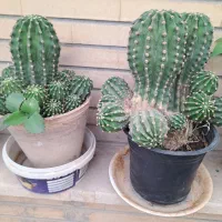 گل زیبا وسر حال|گل و گیاه طبیعی|اصفهان, فردوان|دیوار
