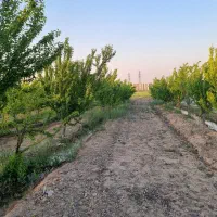 فروش زمین کشاورزی در اسلامشهر علی آبادطپانچه فوری|فروش زمین و ملک کلنگی|تهران, تهرانسر مرکزی|دیوار