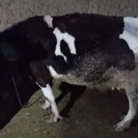 گاو با روزانه ۶ کیلو شیر