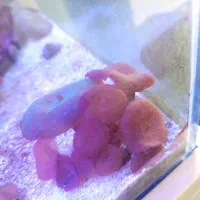 ماشروم رد گلی ۱۰۰ پلیپ گلی ۵۰ ابشور شور معاوضه با