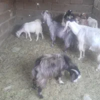کوسفندفروشی