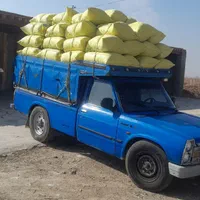سوله های حتی شیروانی .کود بود کبوت ی|گل و گیاه طبیعی|تاکستان, |دیوار