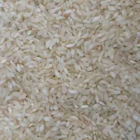 برنج کافیروزی