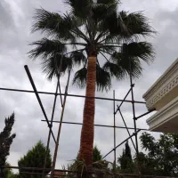 هرس و علف تراشی کلتیواتور|خدمات باغبانی و درختکاری|ساری, |دیوار