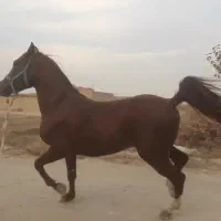 نریون ۴سال|اسب و تجهیزات اسب‌سواری|شاهین‌شهر, گزبرخوار|دیوار