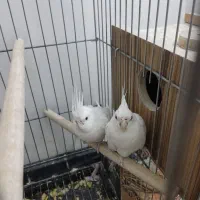 عروس البینو|پرنده|بوکان, |دیوار