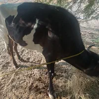 گاو|حیوانات مزرعه|توکهور, |دیوار