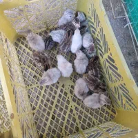 جوجه مرغ شاخدار .
