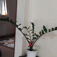 گل زامفولیا با گلدان و زیرگلدانی