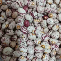 فروش لوبیا چیتی