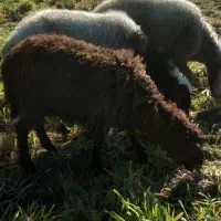 ۲عددبره خوب وعالی جفتی ۶۰ کیلو