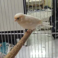 قناری پرتقالی|پرنده|مشهد, هفده شهریور|دیوار