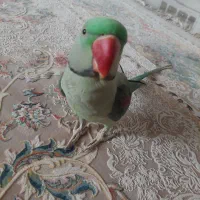 شاه طوطی نر|پرنده|کرج, گلستان|دیوار