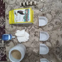 مرغ مینا سخنگو ،دستی وآواز خوان.