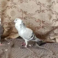 کفتر کبوتر.طوقی با جوجه سار چینی سینه مشدی.|پرنده|گلبهار, شهر جدید گلبهار|دیوار