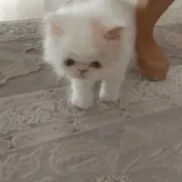 گربه|گربه|قزوین, |دیوار