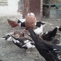 انواع اردک. محلی. کاکلی. اسراعیلی. وجوجه اسراعیلی|حیوانات مزرعه|آق قلا, |دیوار