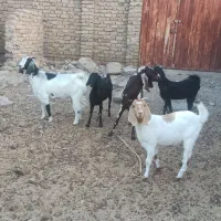 بز و بزغاله سفت چاق|حیوانات مزرعه|کاخک, |دیوار